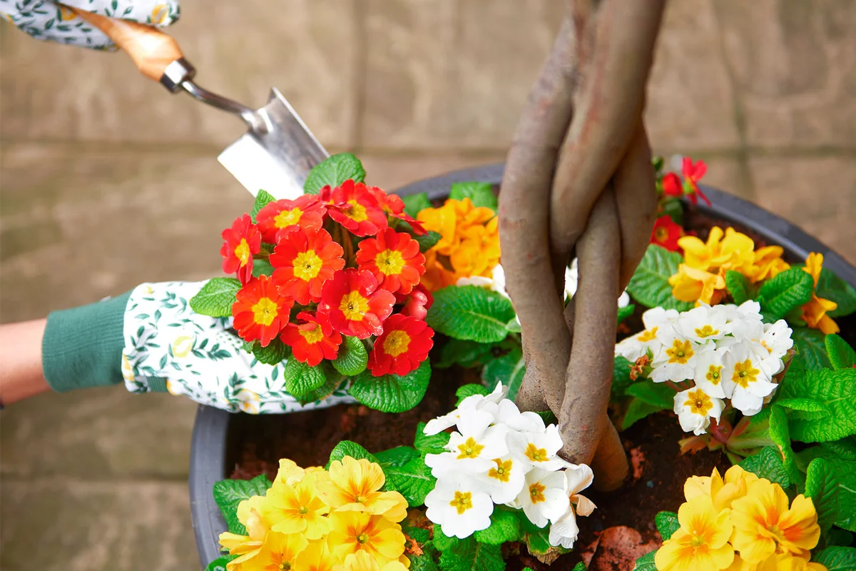 planting colorful primrose flowers