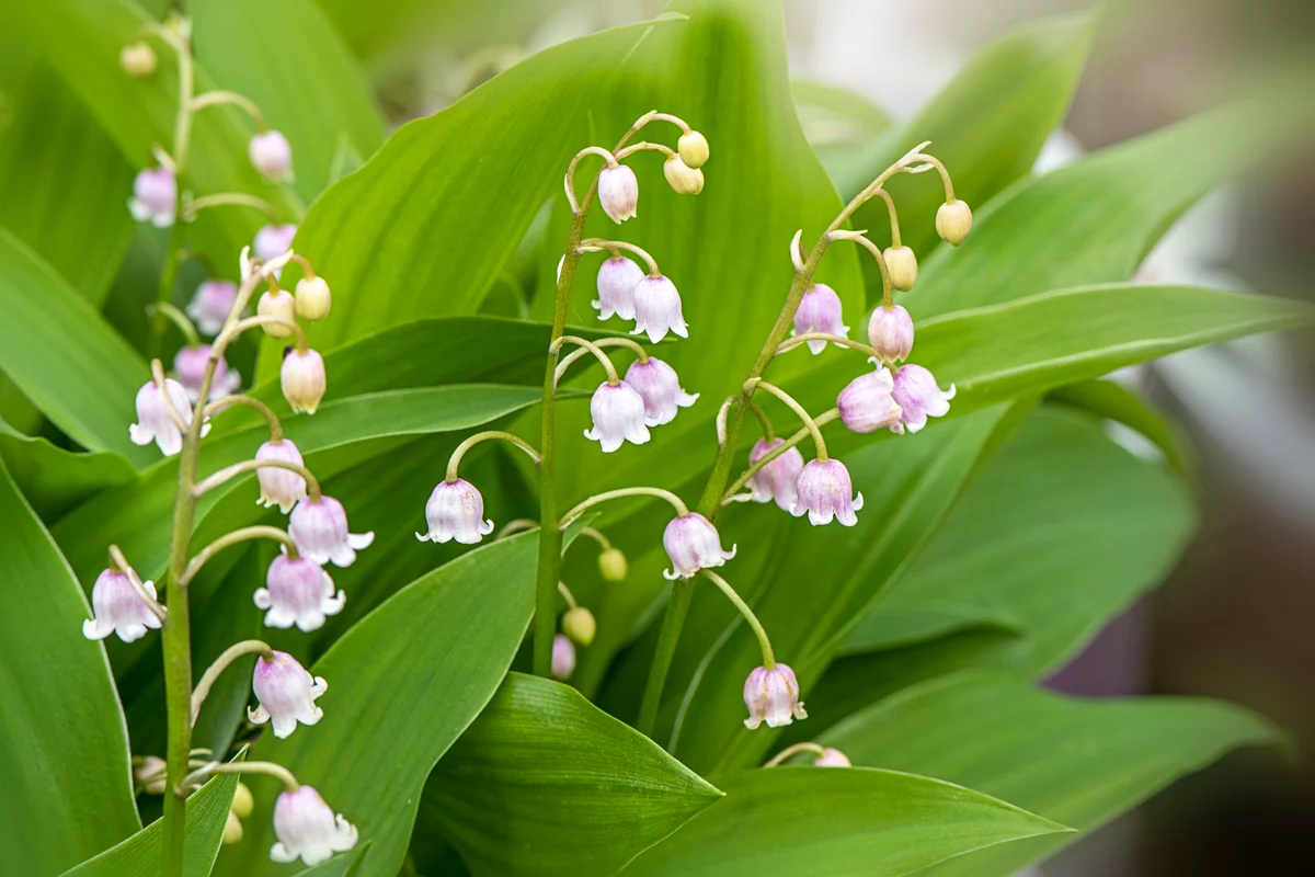 Lily of the Valley flowers