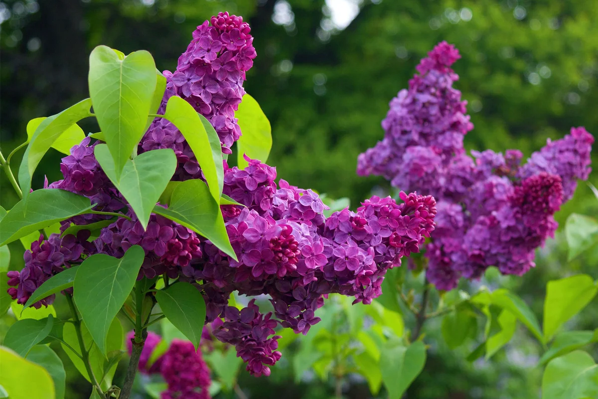 violet color lilacs in garden