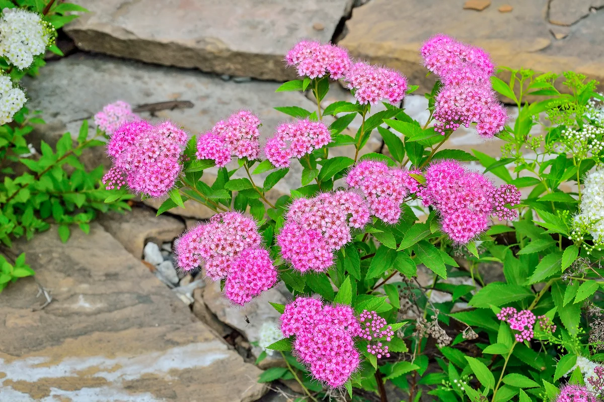 Spiraea japonica pink flowers on garden path