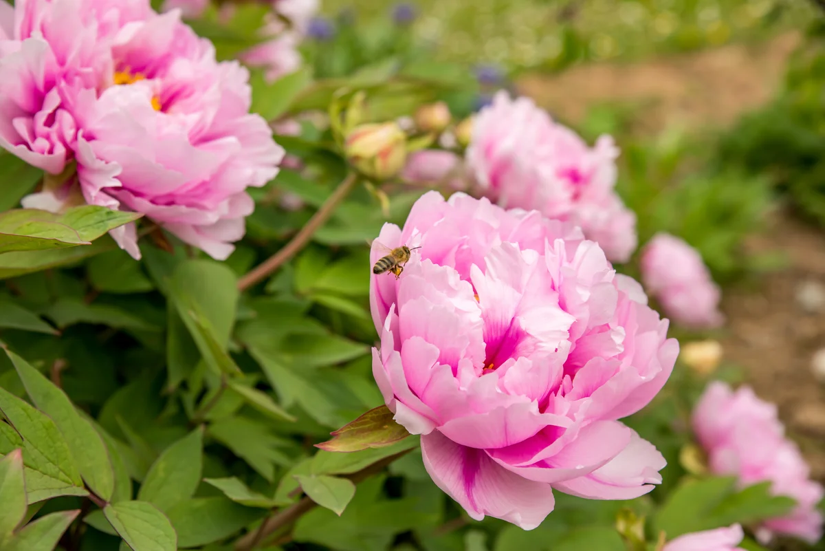pink peonies bush flower
