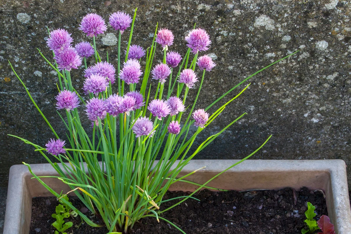 allium chive in container home garden