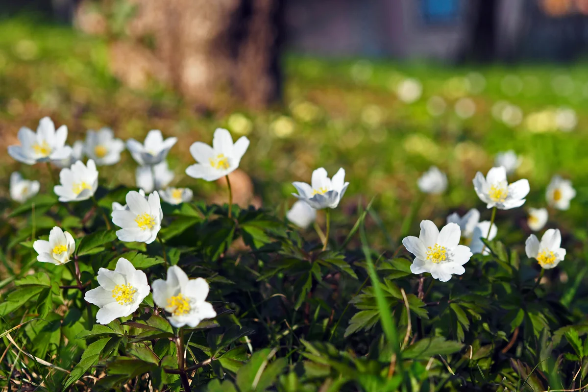 wood anemones