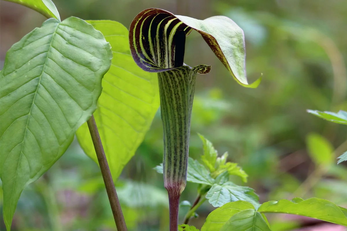 jack in the pulpit in forest