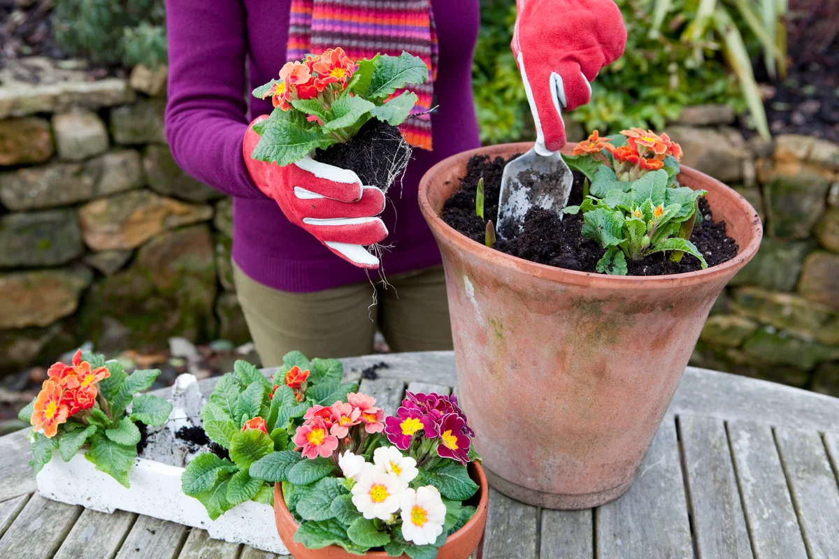 woman planting spring flowers in flower pot