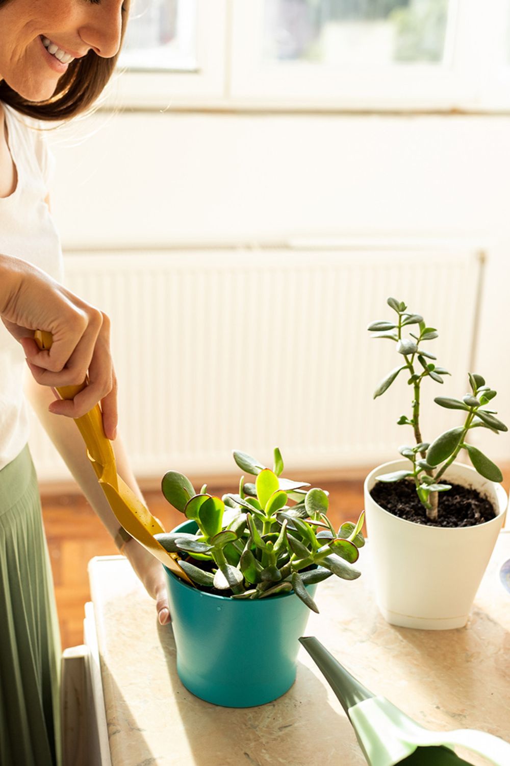 Using Jade Plants for Good Luck in Feng Shui
