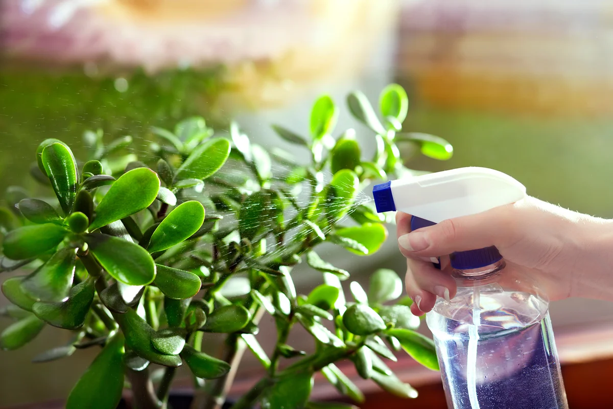 Spraying Jade Plants