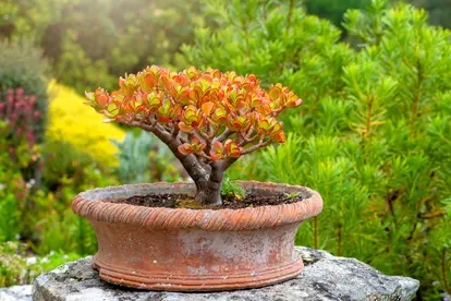 Using Jade Plants for Good Luck in Feng Shui