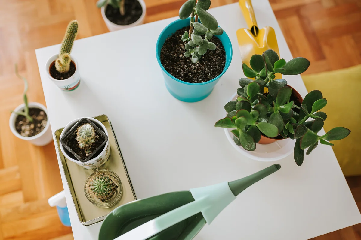 Jade Plant on a white table