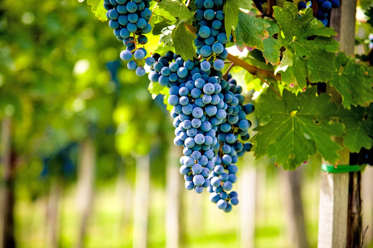 Napa valley merlot vineyard