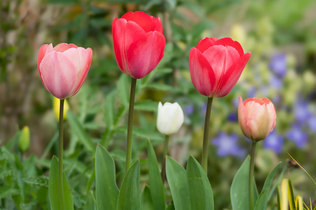colorful tulips in garden