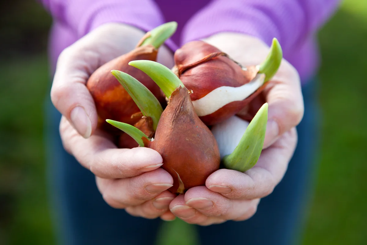 tulip bulbs in hands of gardener