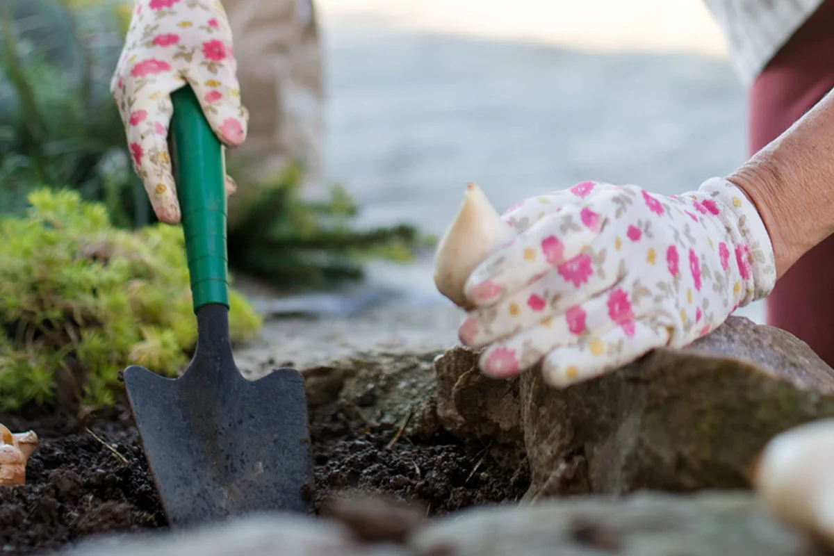 dig hole to plant tulip bulb in garden