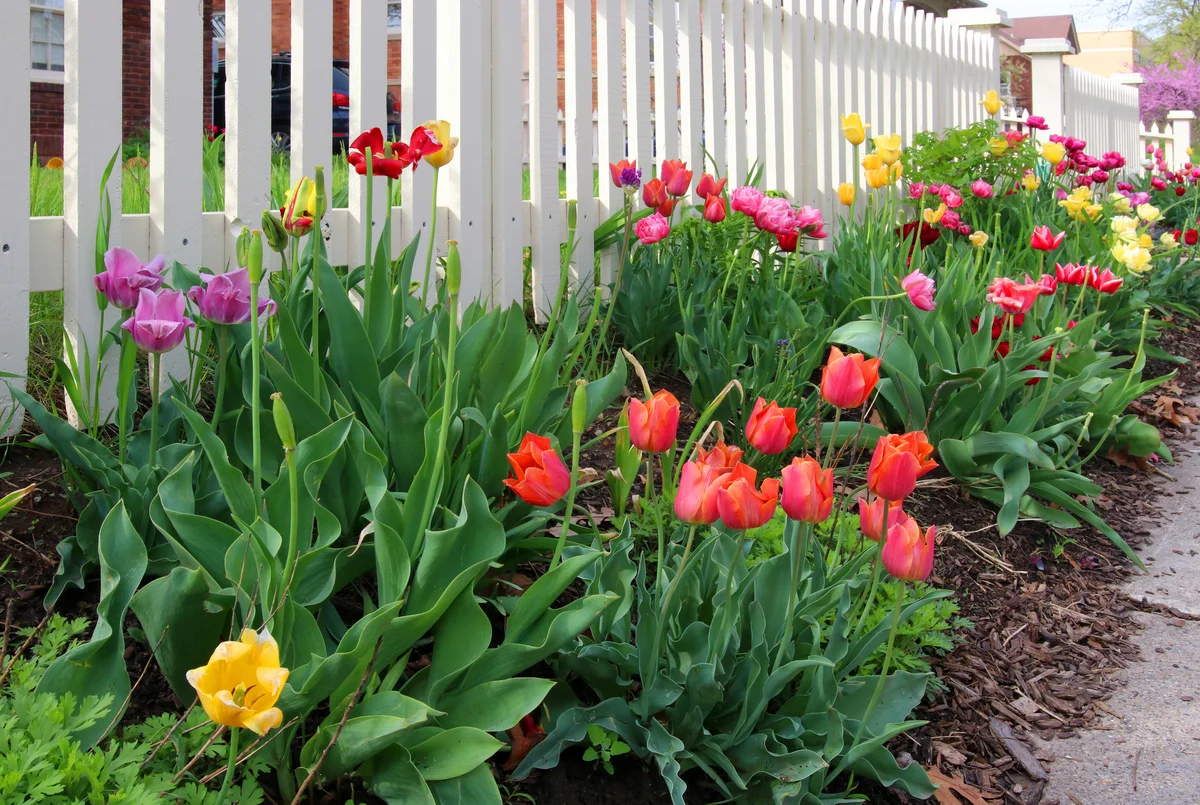 tulips planted along garden fence