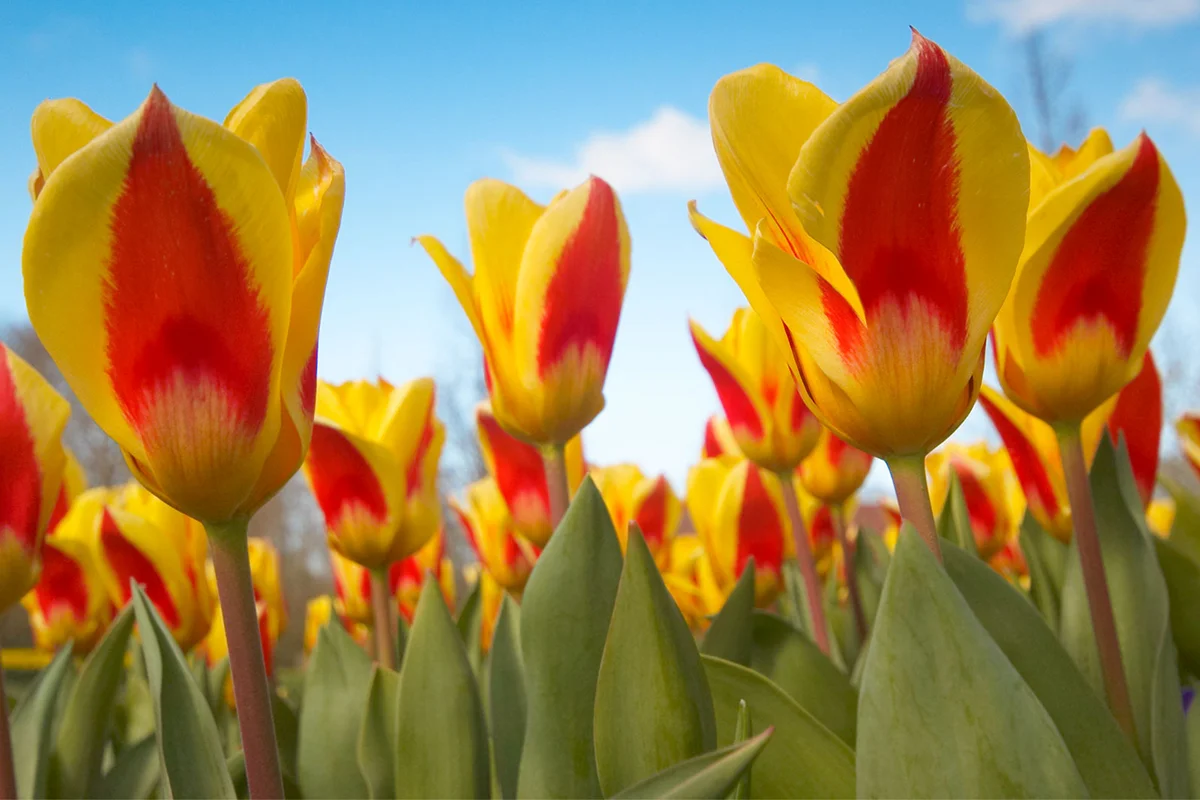 Kaufmanniana early blooming tulips