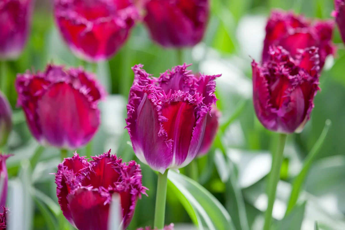 fringed tulip