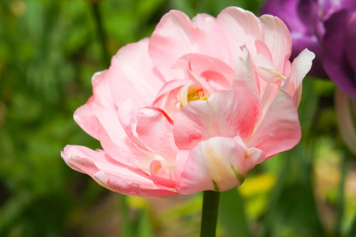 angélique double tulip