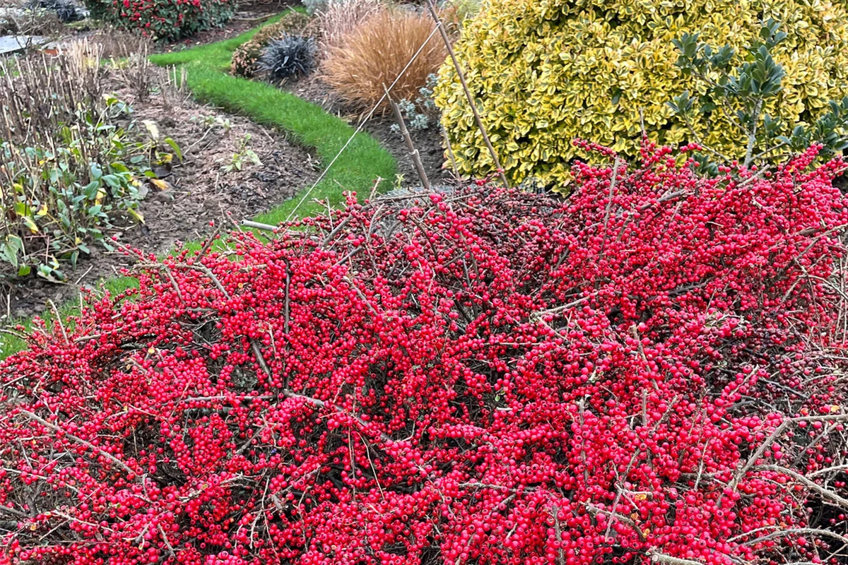 cotoneaster shrub in garden border