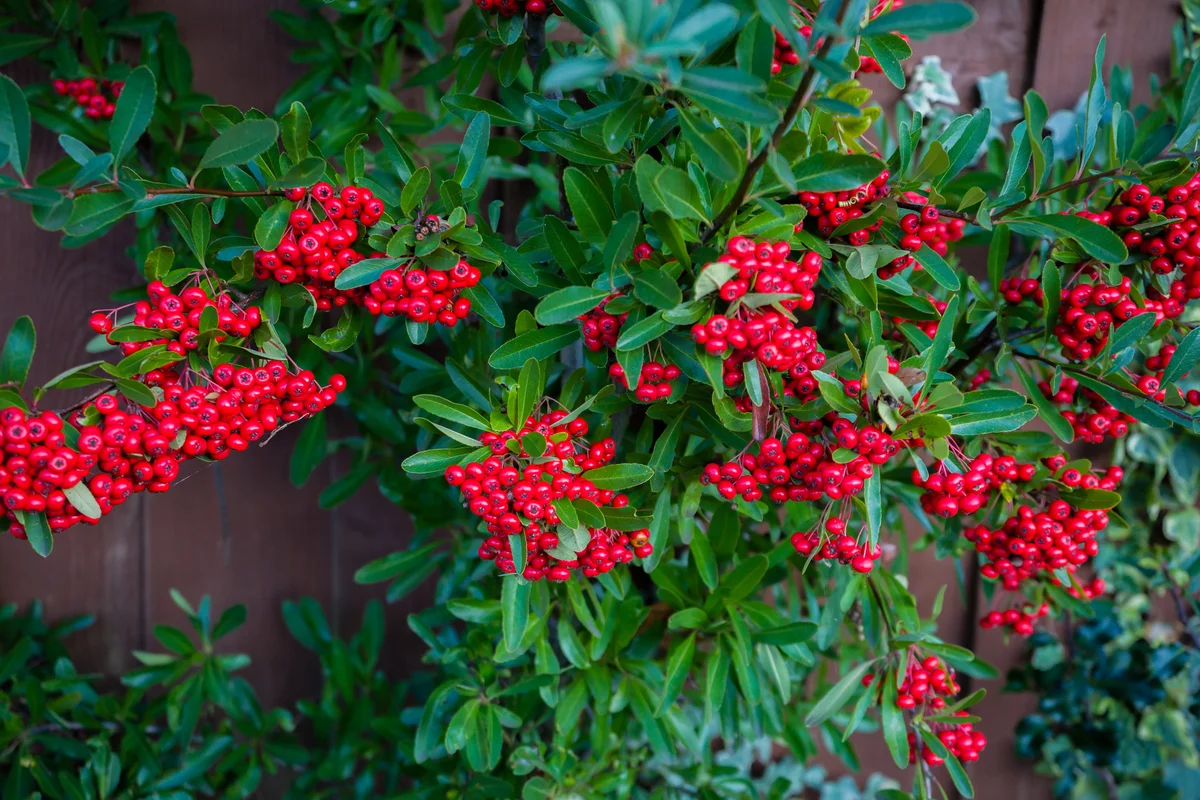 cotoneaster with red berries