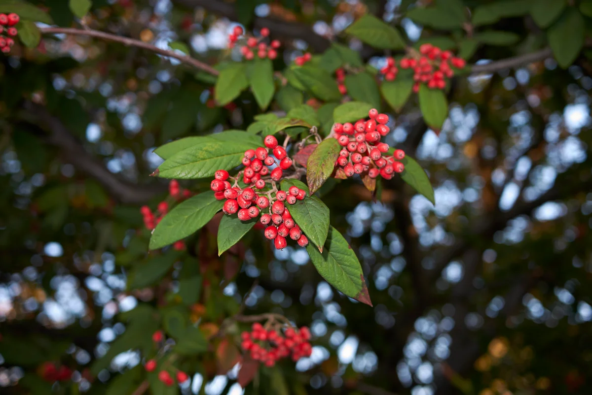 Cotoneaster frigidus branch with red berries