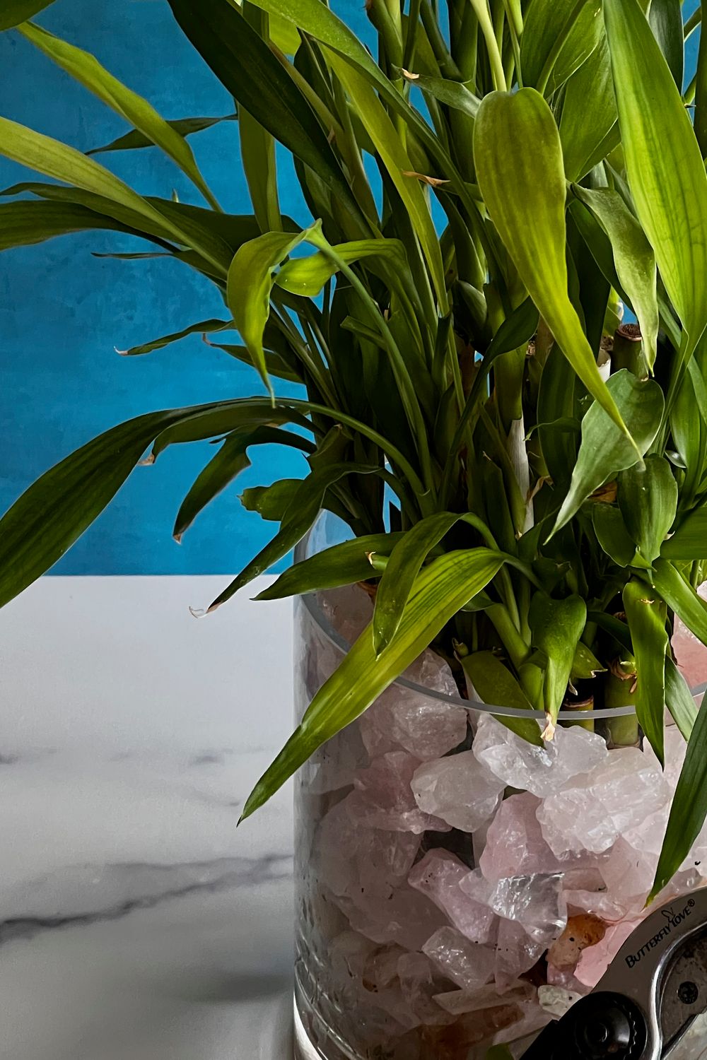 carmona plant Carmona Microphylla Aurea 'Yellow Leaves' Plant main image 0