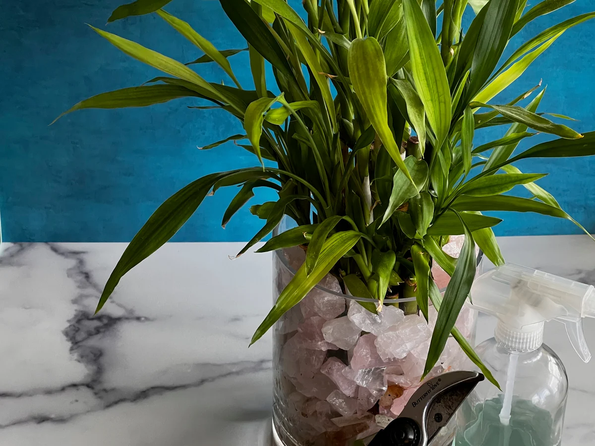 How to care for lucky bamboo.