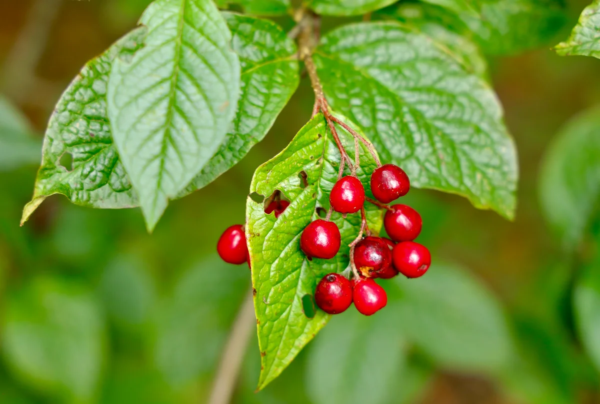 Fruits of cotoneaster bullatus
