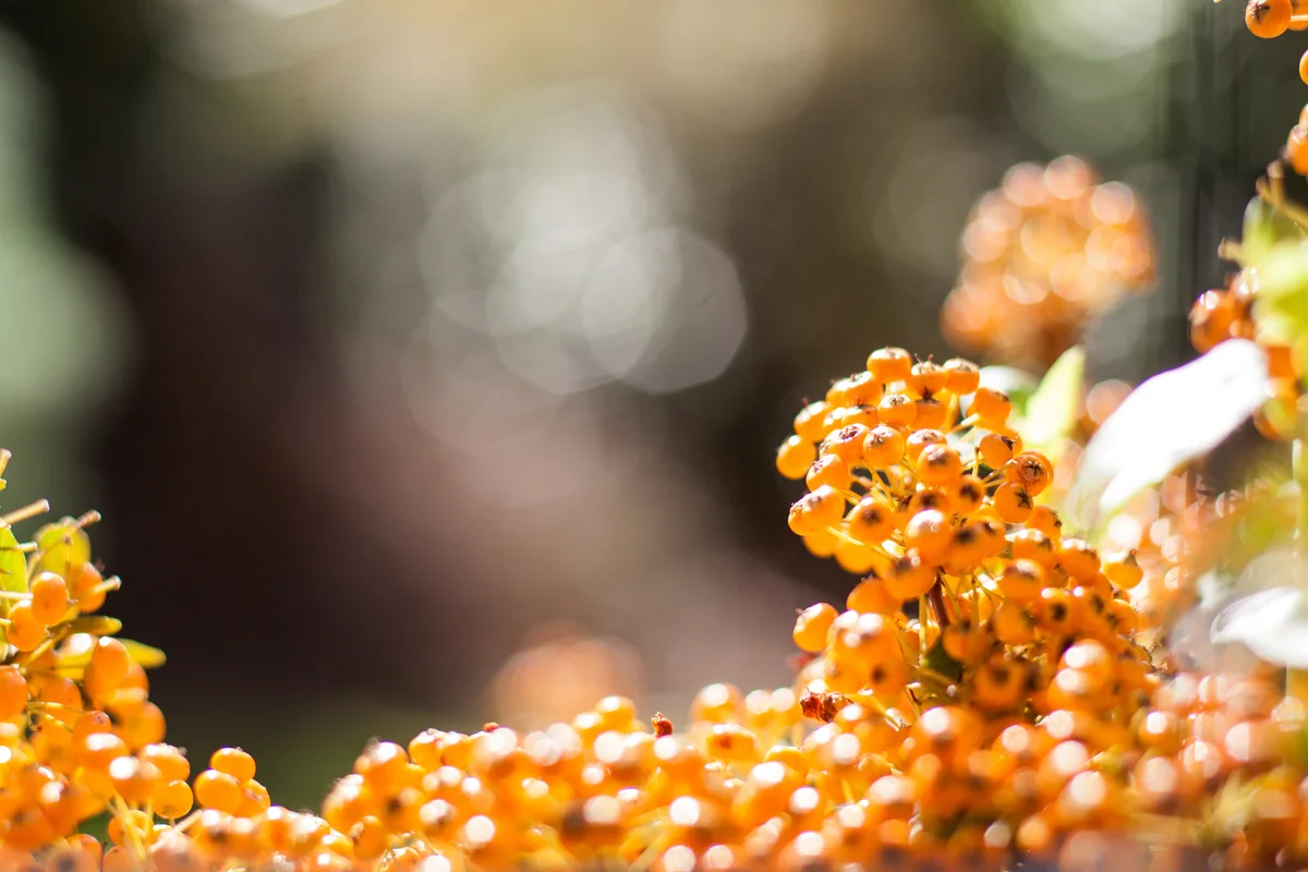 Cotoneaster Franchetii