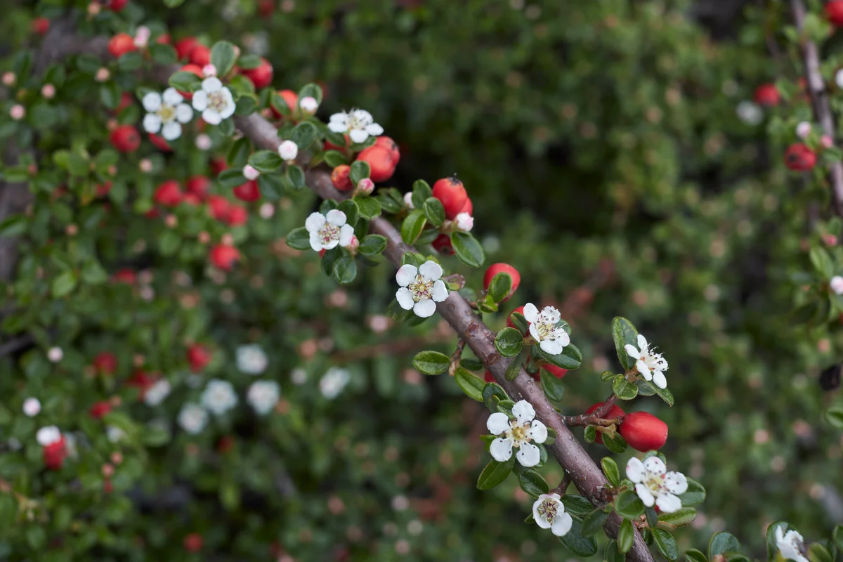 white flower and red fruit of Cotoneaster microphyllus