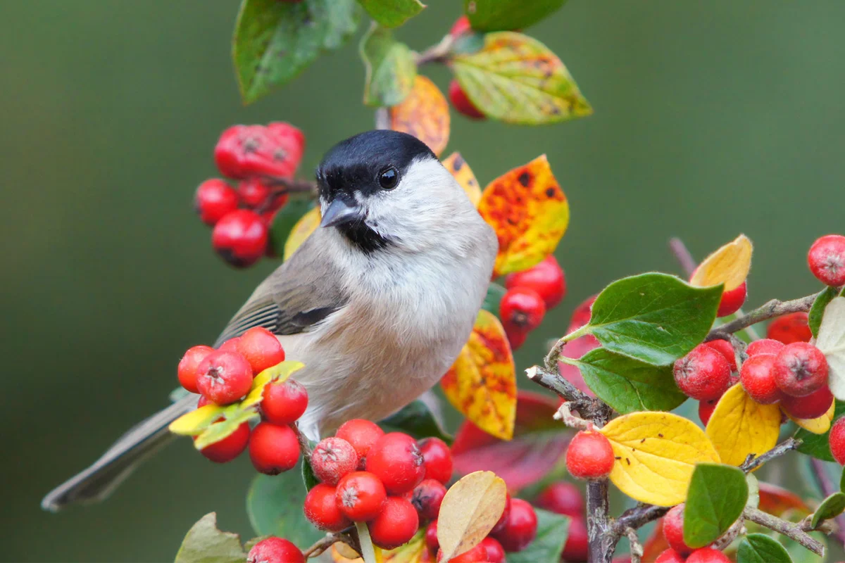 Parus palustris bird on Cotoneaster twig in fall
