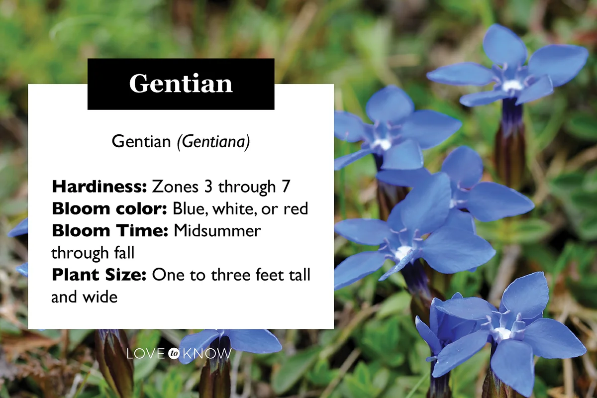 Spring Gentian (Gentiana verna)