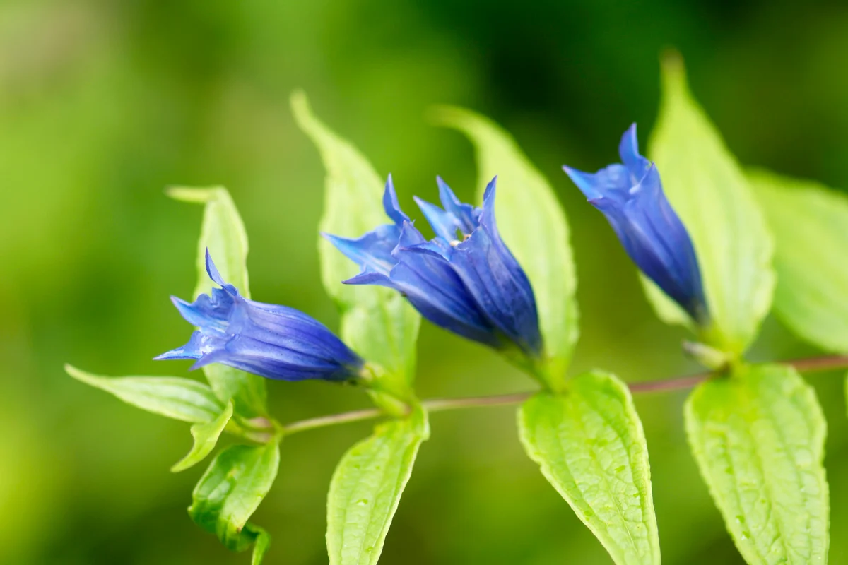 Willow gentian