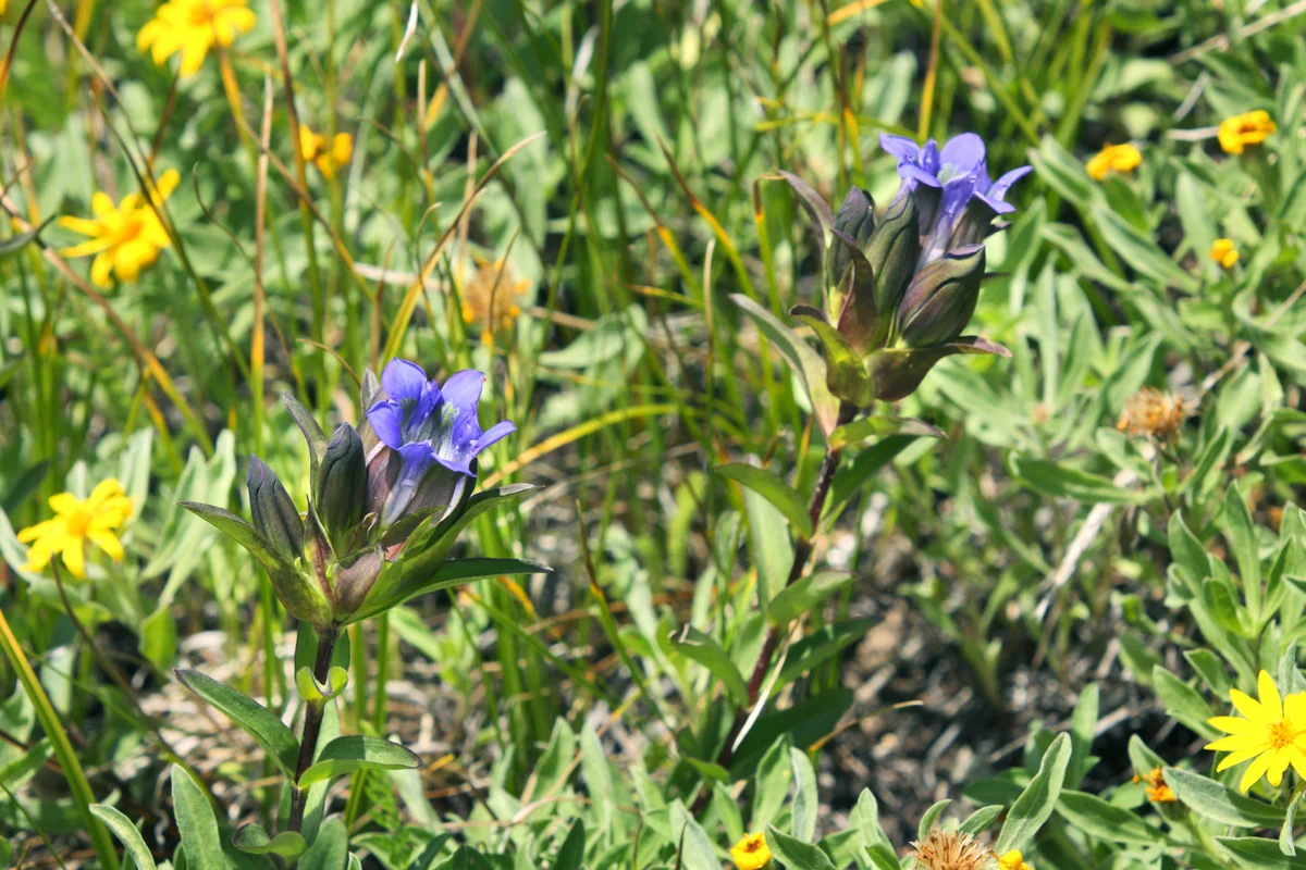 A pair of Bottle Gentian wildflowers and buds