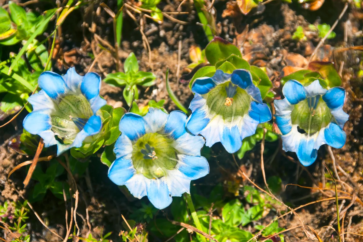 Gentiana sino-ornata (Chinese gentian)