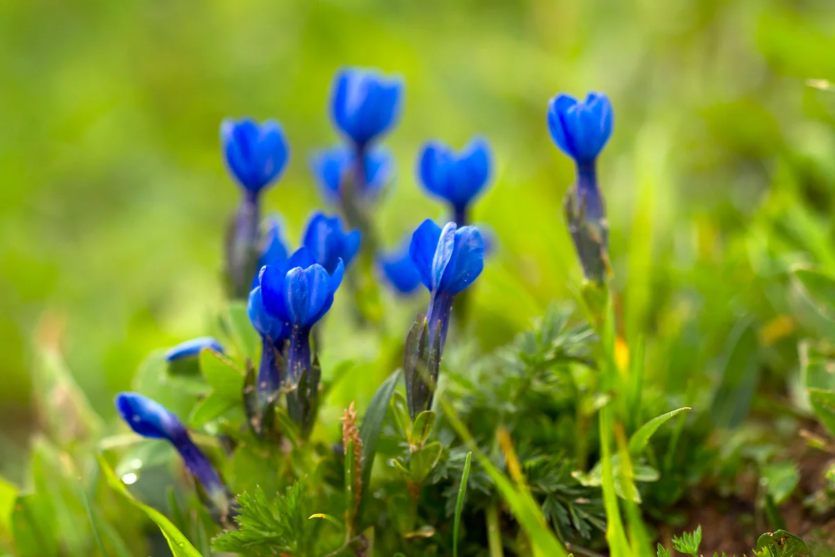 Bavarian gentian