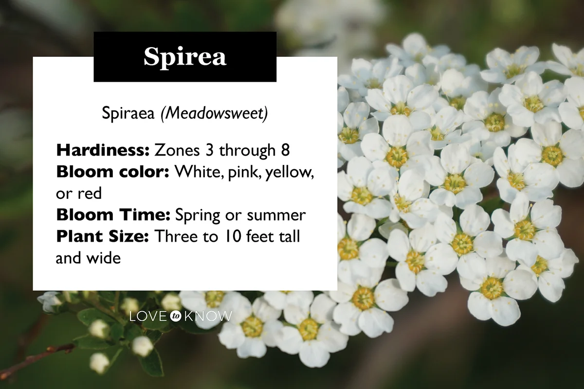 Spirea plant profile card
