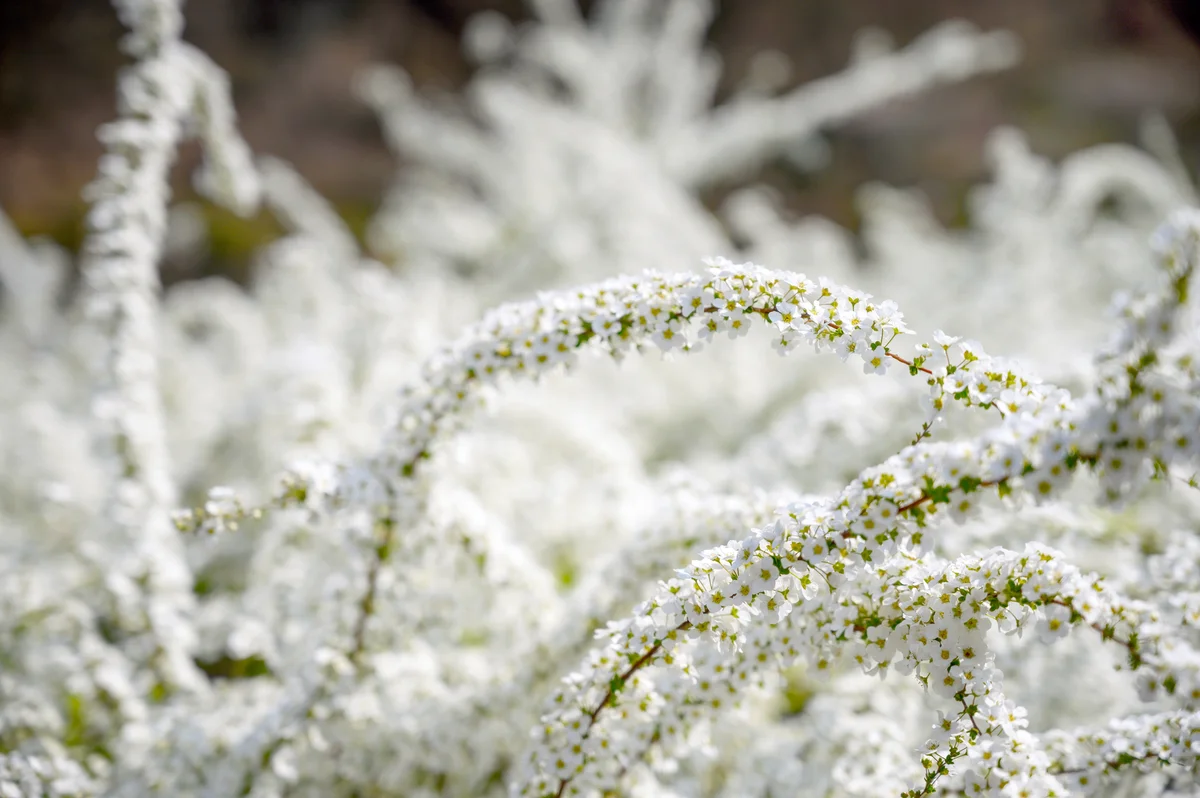 Spiraea thunbergii
