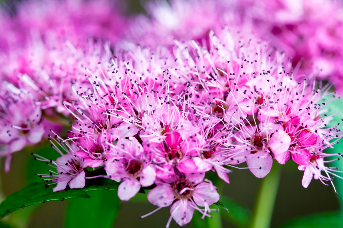 Japanese meadowsweet, Spiraea japonica