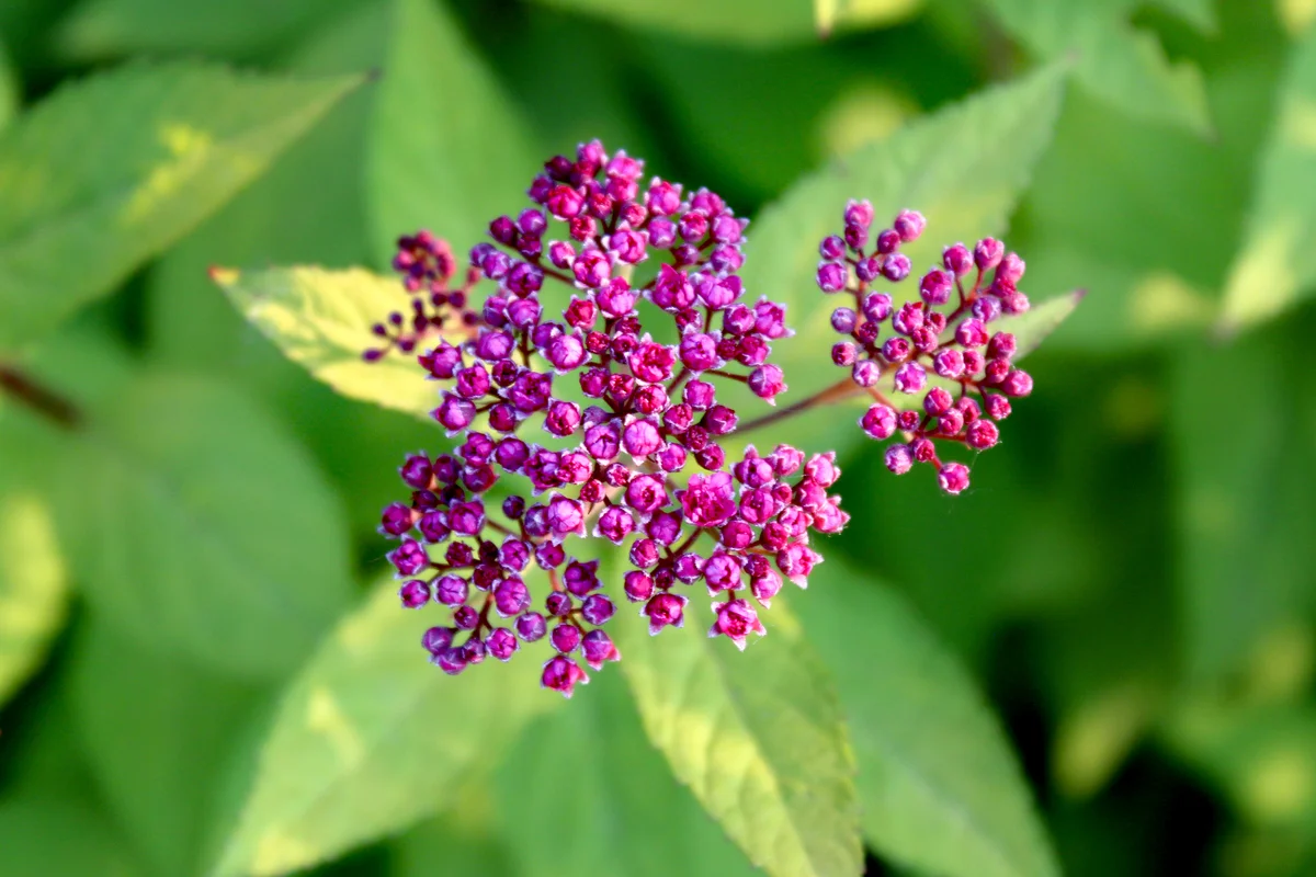Spiraea x bumalda