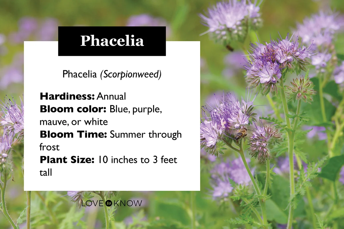 Blooming Phacelia (Phacelia tanacetifolia)