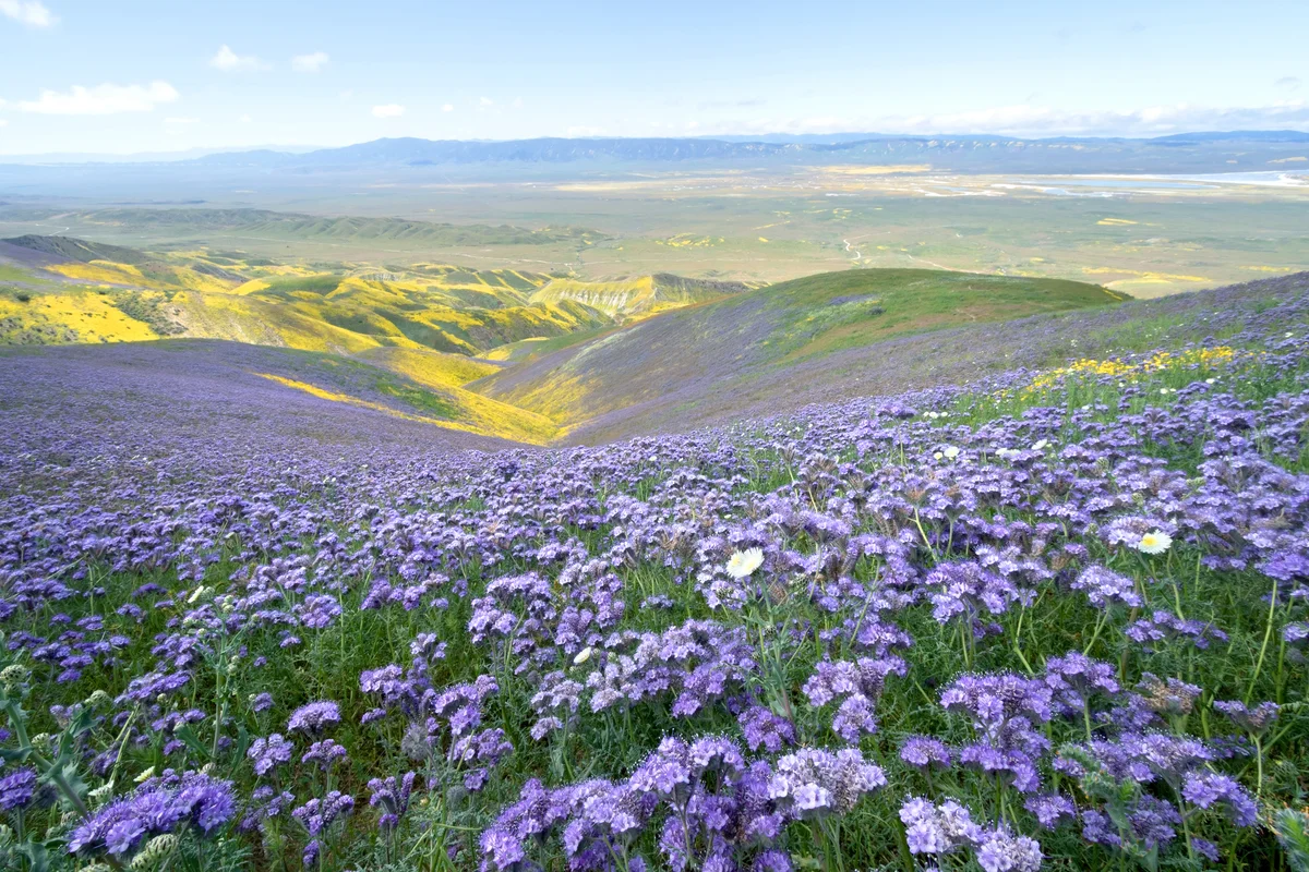 Phacelia flower field