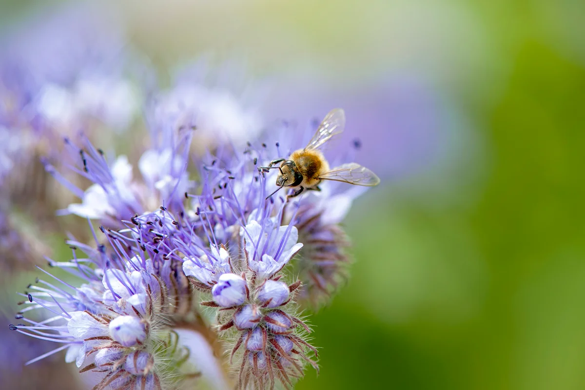 Honey Bee collecting pollen from Phacelia tanacetifolia