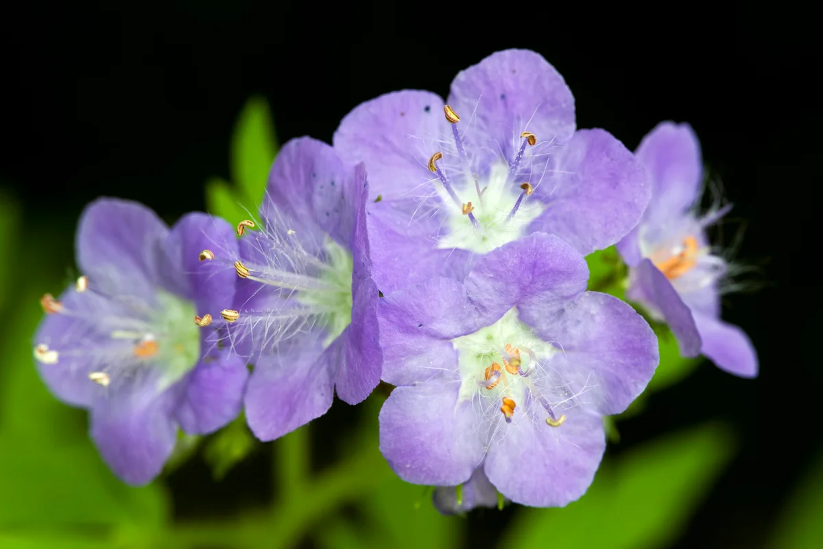 Purple Phacelia (Phacelia bipinnatifida) with prominent stamens