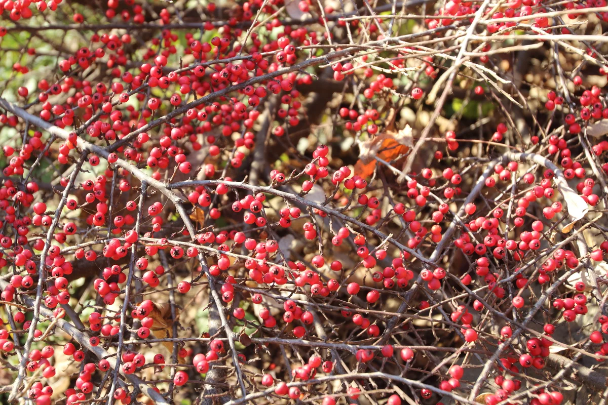 cotoneaster adpressus
