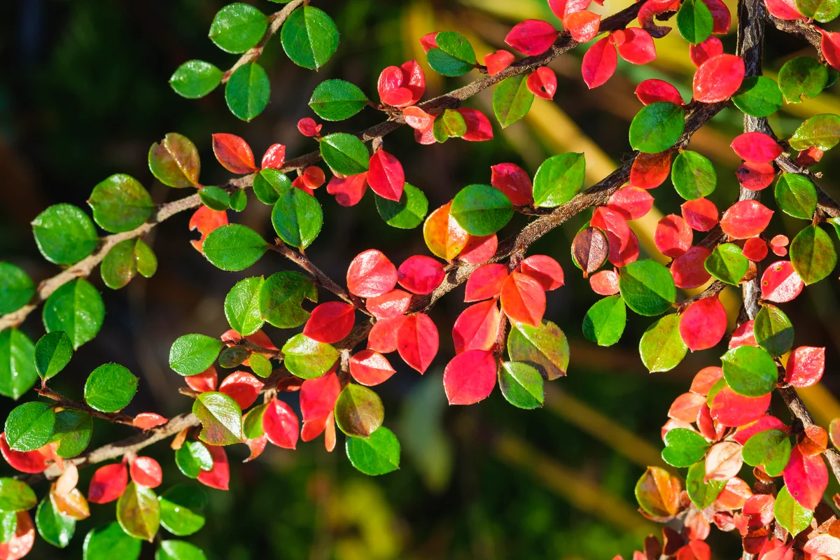 boxleaf cotoneaster