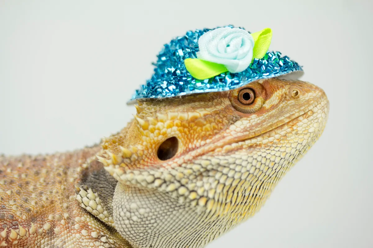 bearded dragon with blue hat