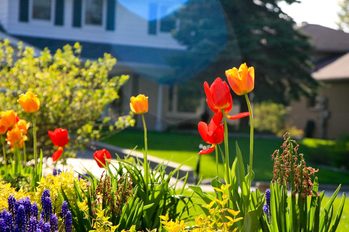 tulips in a home landscape
