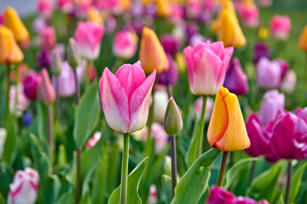 colorful tulips