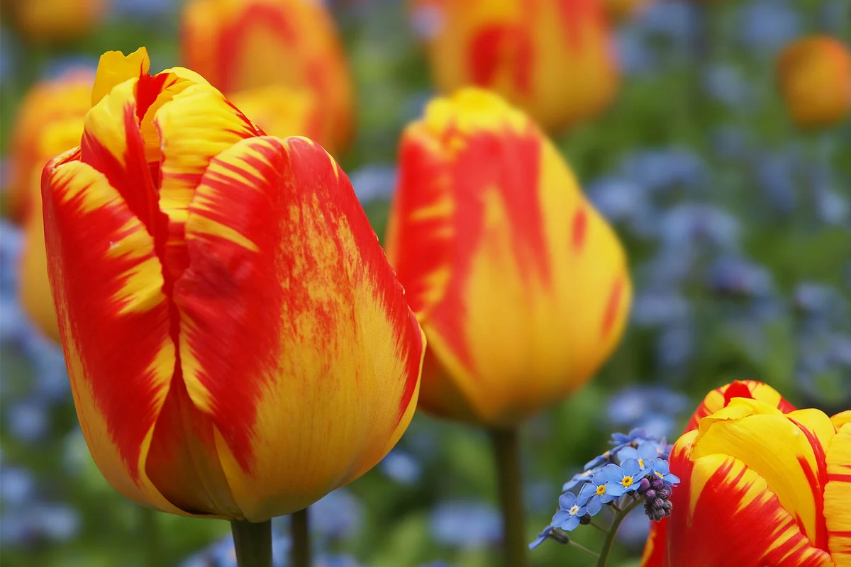 Olympic Flame Darwin tulips