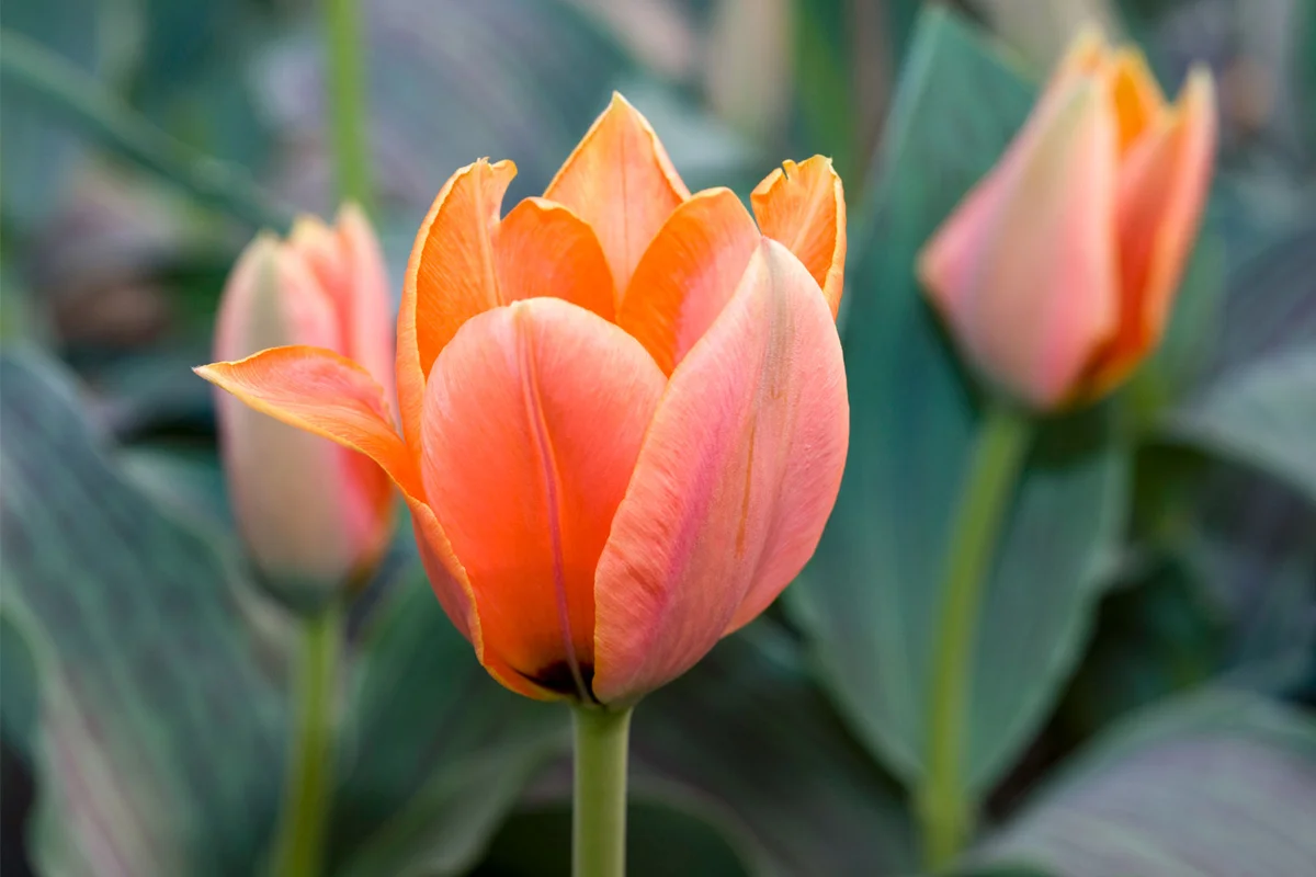 Calypso Greigii tulip